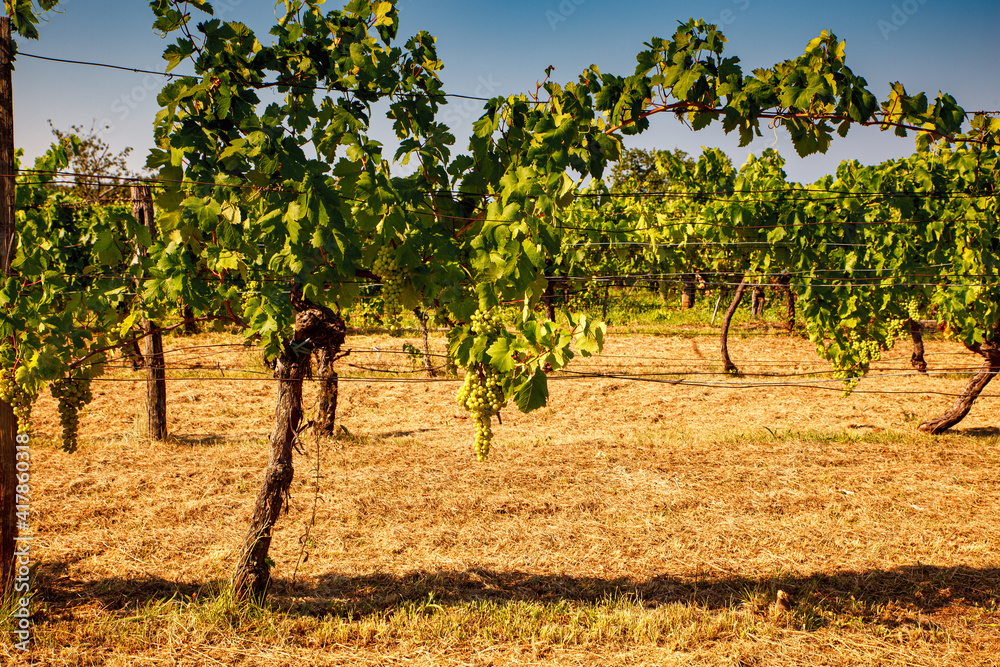 Vineyard in the Trieste Karst