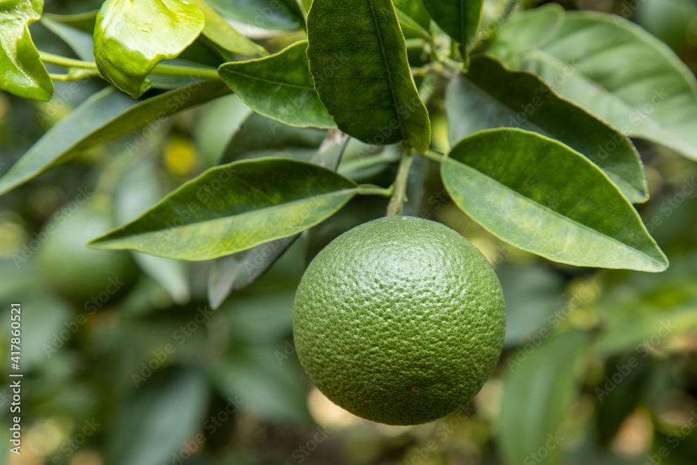 Tangerines ripening on a tree branch at the organic farmland. Tangerines ripening on a tree branch at the organic farmland.