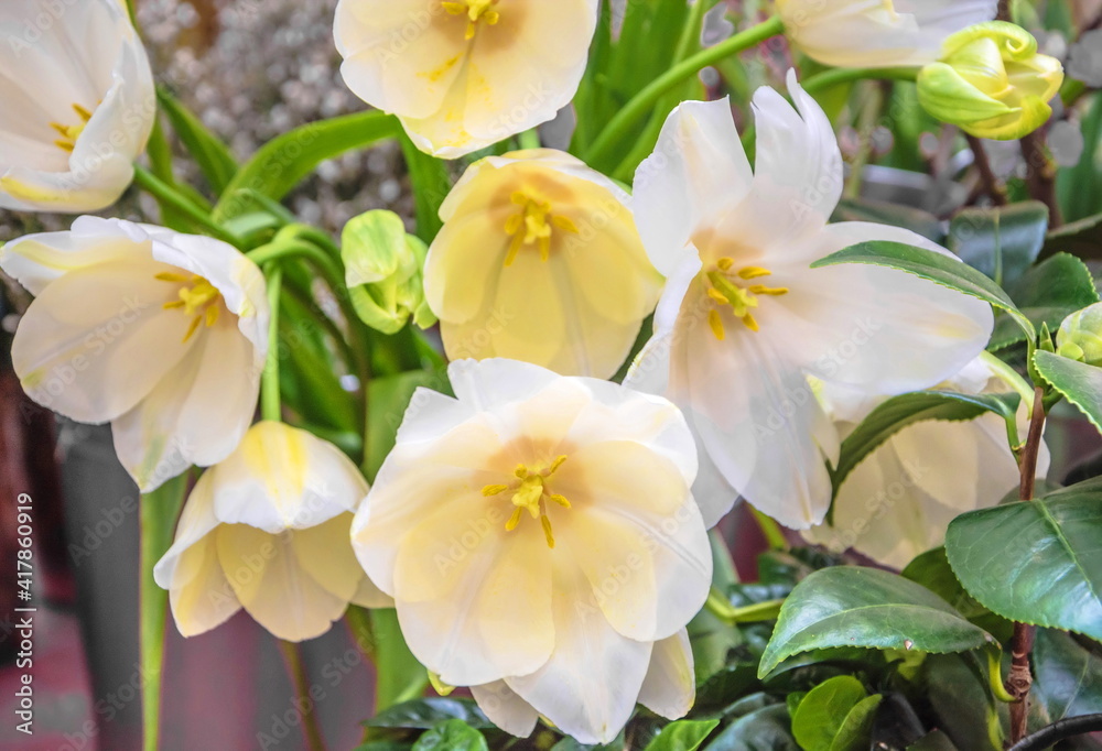 Obraz premium Delicate white and yellow tulip flowers