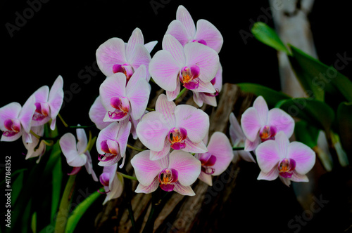 Fototapeta Naklejka Na Ścianę i Meble -  Large group of purple orchids (Orchidaceae).