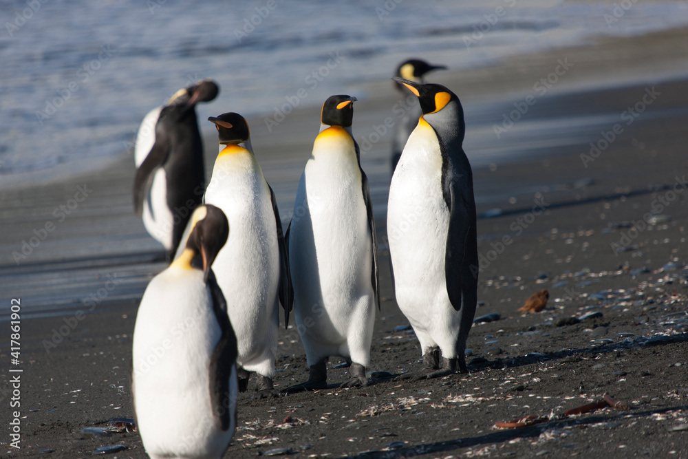 Fototapeta premium South Georgia. Group of king penguins close up on a sunny winter day