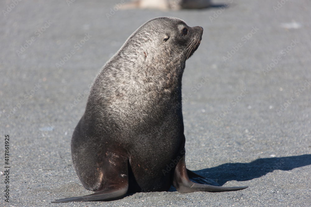 Fototapeta premium Southern Georgia Sea Lion Close-up in Cloud Winter Day