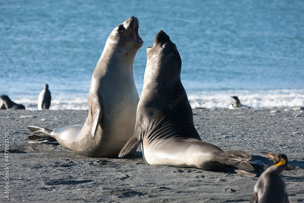 Fototapeta premium South Georgia. Sea Elephant Duel on Sunny Winter Day