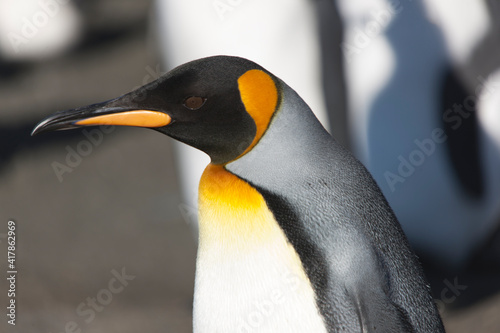 Southern Georgia Royal Penguin Closeup On Sunny Winter Day