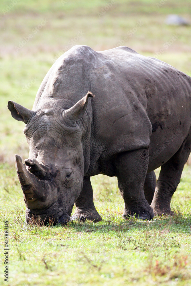 Black Rhino 4 Black Rhino 4