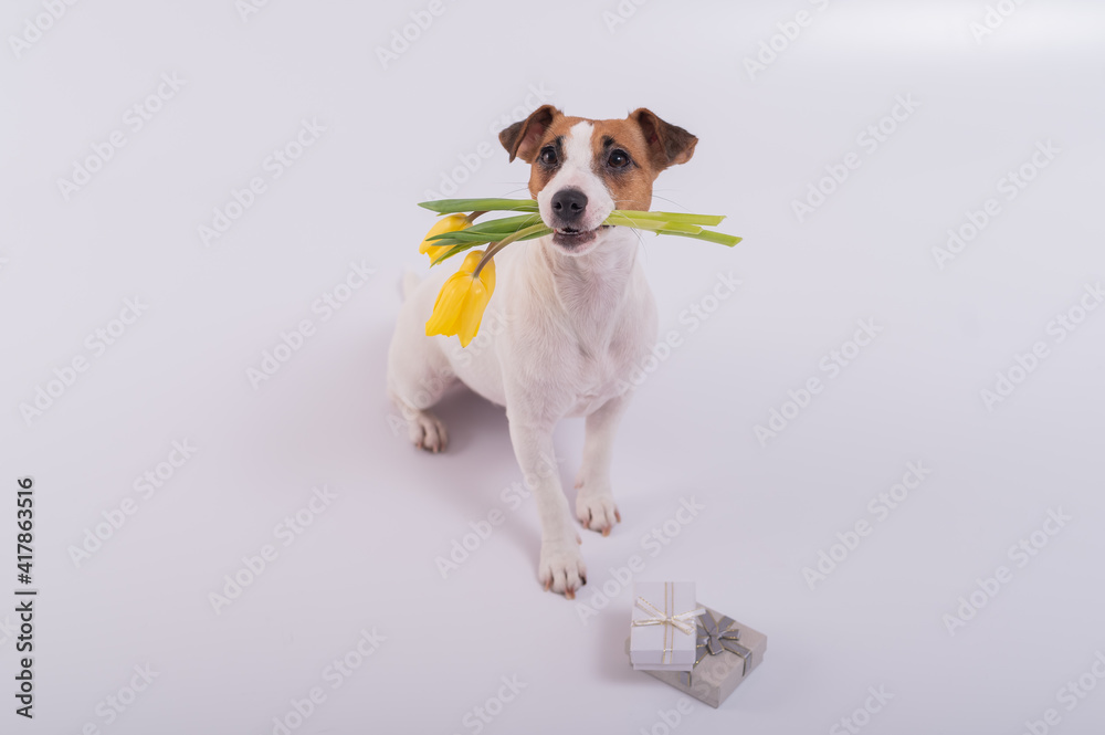 A cute dog sits next to gift box and holds a bouquet of yellow tulips in his mouth on a white background. Greeting card for International Women's Day on March 8