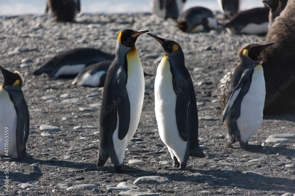 Obraz premium Southern Georgia Group of Royal Penguins Close-up on Sunny Winter Day