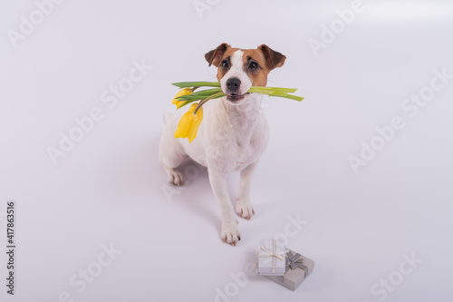 A cute dog sits next to gift box and holds a bouquet of yellow tulips in his mouth on a white background. Greeting card for International Women's Day on March 8 © Михаил Решетников