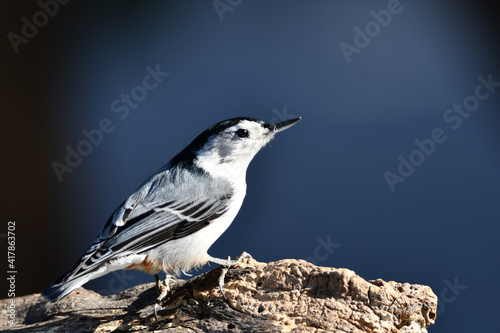 White breasted nuthatch