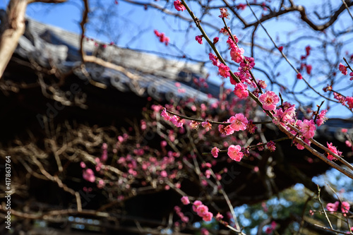 お寺の境内に咲く梅