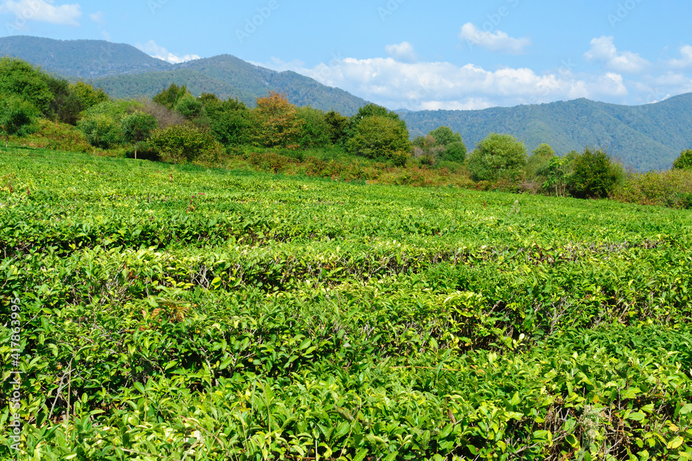 leaves of tea from green bushes high in the mountains. Tea Valley tea production.