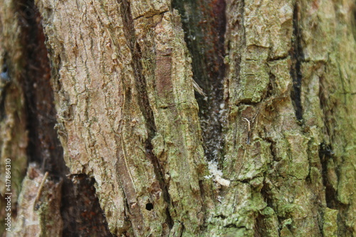 bark tree texture suitable for background 