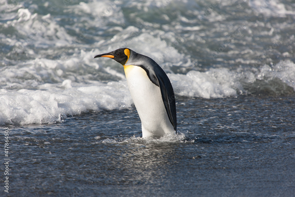 Fototapeta premium South Georgia. King penguin emerging from the water close-up on a sunny winter day