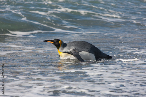 South Georgia. King penguin emerging from the water close-up on a sunny winter day