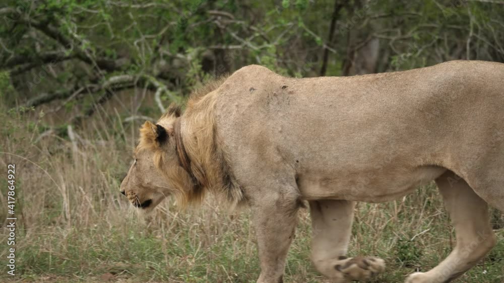 lion stalks and jump attacks another lion nearby lion stalks and jump attacks another lion nearby