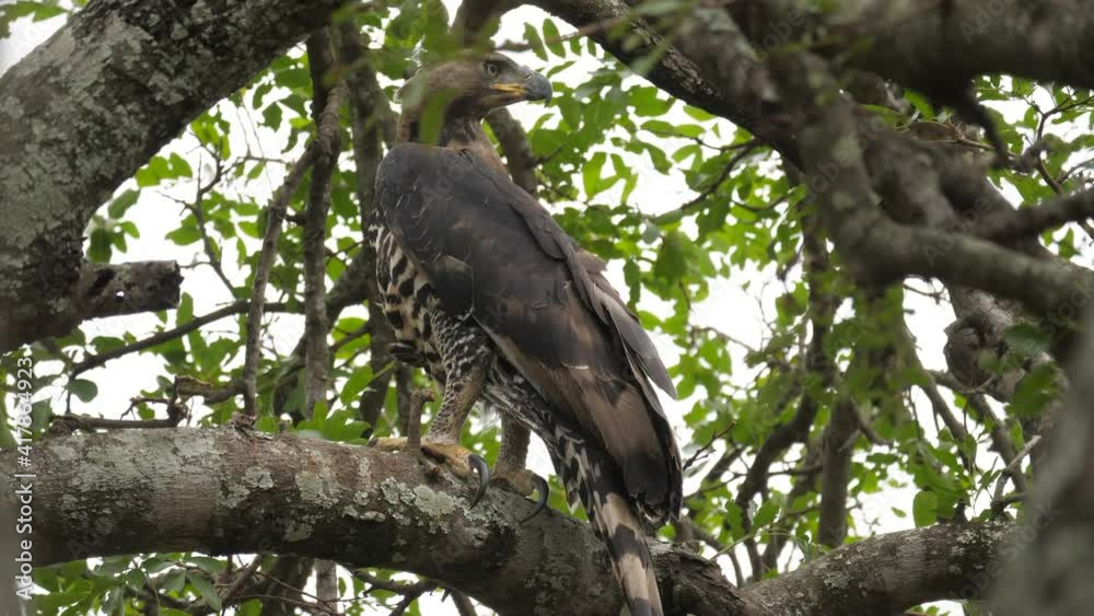 African Crowned Eagle perched on tree observing its surroundings African Crowned Eagle perched on tree observing its surroundings