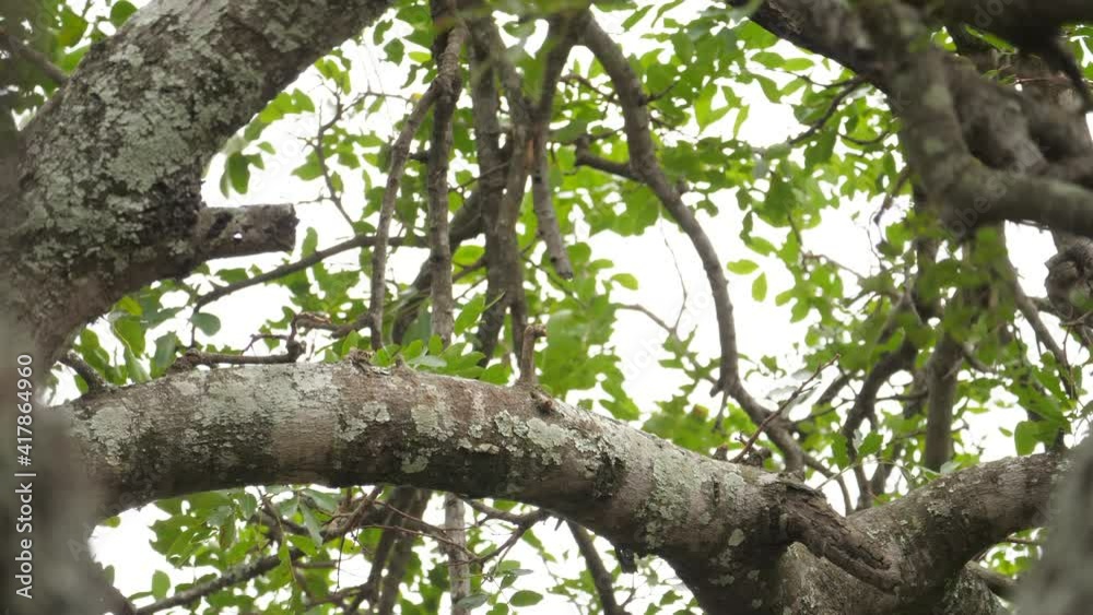 rear view of large crowned eagle as it takes flight from tree branch rear view of large crowned eagle as it takes flight from tree branch