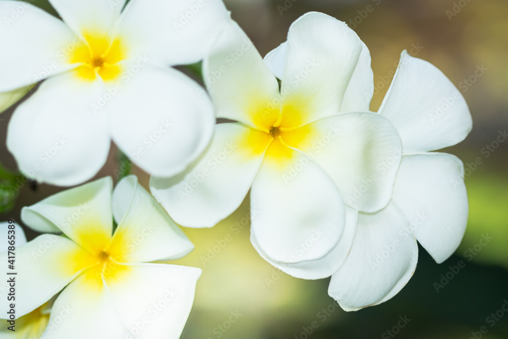 Plumeria flower in the garden with nature background to create a beautiful Plumeria flower in the garden with nature background to create a beautiful