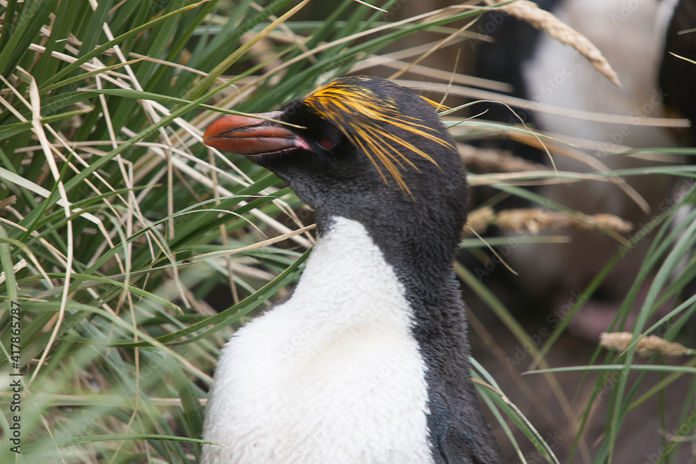 Naklejka premium South Georgia Penguin Makaroni close-up in a cloud winter day
