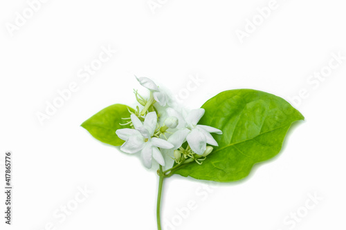 Jasmine flowers are white, with fragrant green leaves, isolated on a white background.