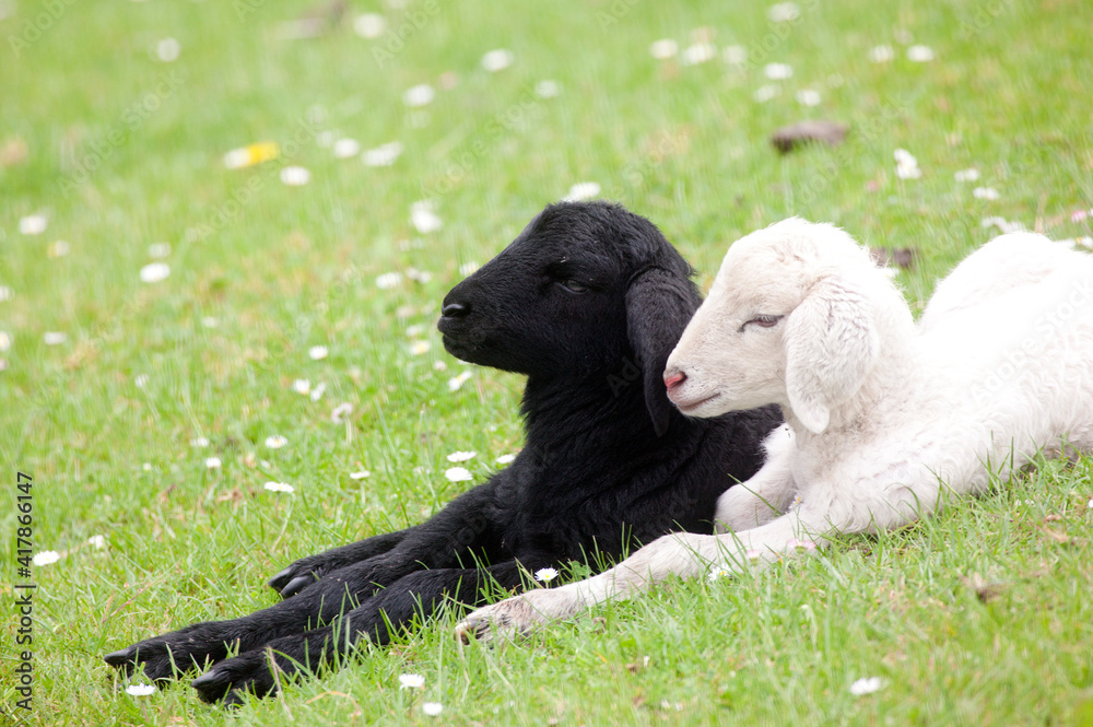 A black an a white sheep lying on the dike A black an a white sheep lying on the dike