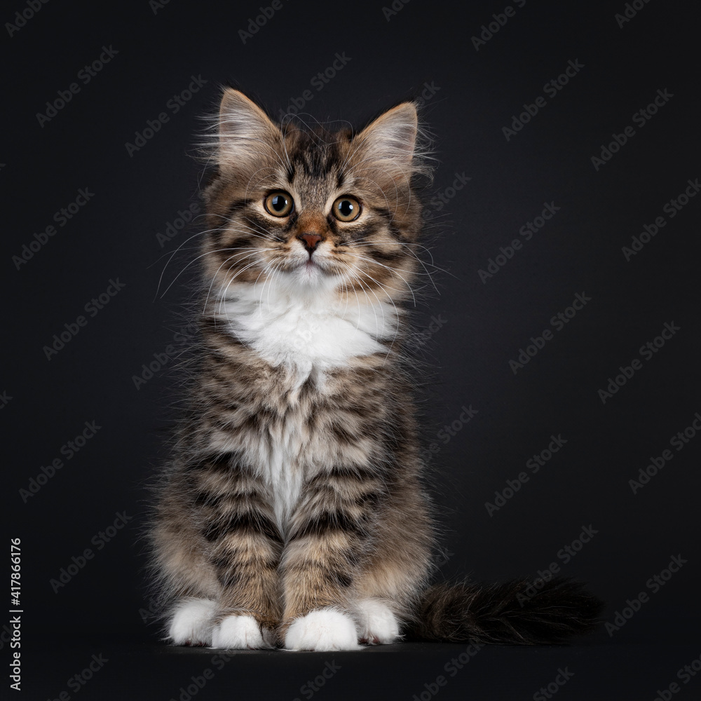 Adorable black tabby with white Siberian cat kitten, sitting  up facing front. Looking straight to camera. Isolated on black background.