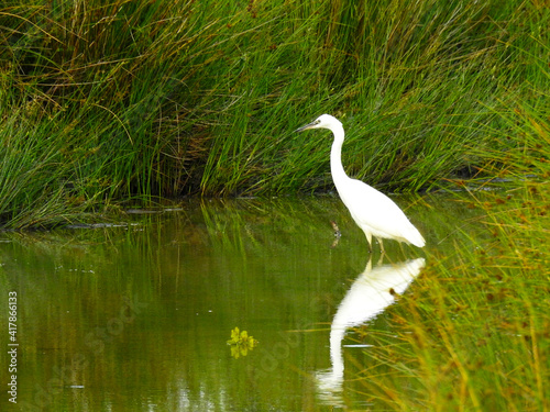 A white heron stands in shallow water next to tall grass