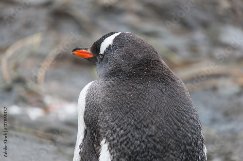 South Georgia Subanutrctic Penguin closeup in a cloud winter day