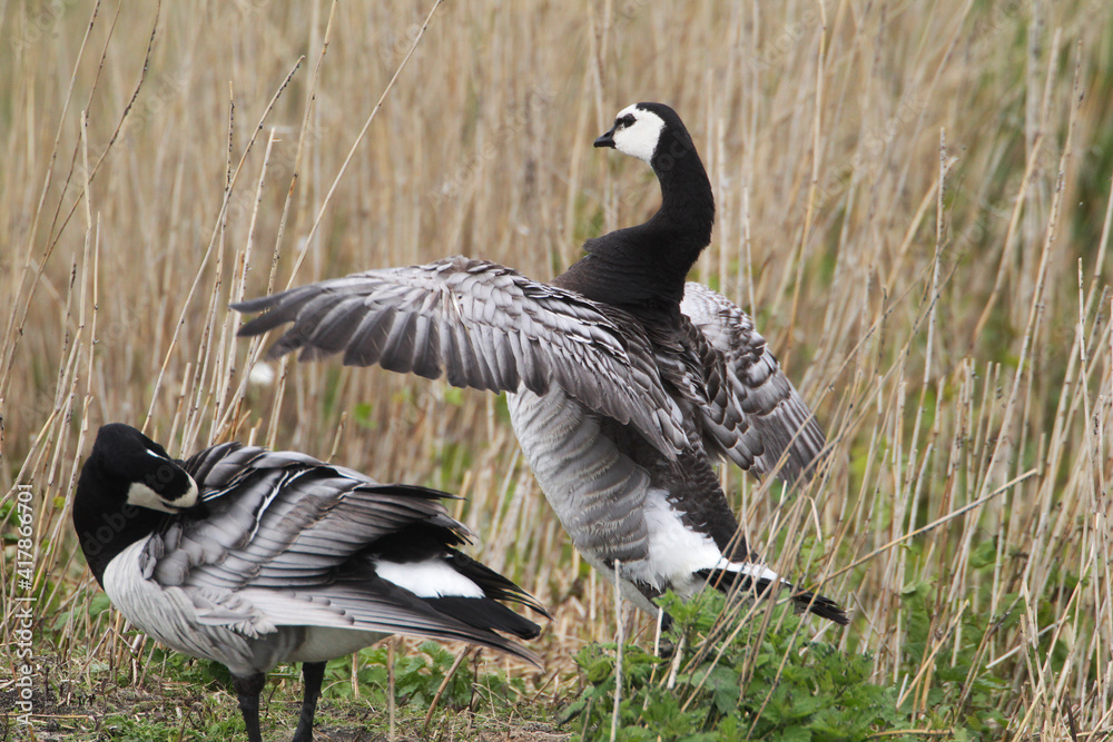 A Barnacle Goose (Branta leucopsis) at Nordsrand Peninsula, Germany Europe A Barnacle Goose (Branta leucopsis) at Nordsrand Peninsula, Germany Europe