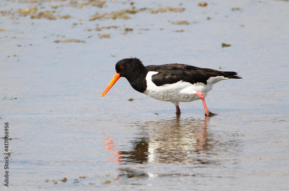An Oystercatcher (Haematopus ostralegus) searching for Food, Peninsula Nordstrand, Germany, Europe An Oystercatcher (Haematopus ostralegus) searching for Food, Peninsula Nordstrand, Germany, Europe