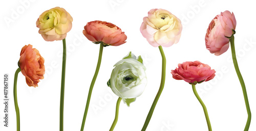 ranunculus realistic 3d big vector illustration set. Bouquet compilation part. Floristic element. pink ranunculus flowers isolated on white top view. Floral border in pastel color. Wedding mockup