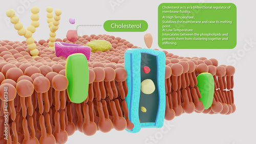 Cholesterol and its Role
3D Illustration of Plasma membrane, cholesterol, explicitly explained briefly. photo