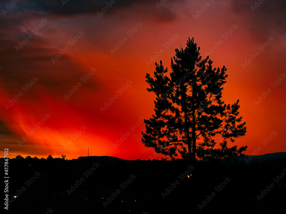 Fototapeta premium sunset with tree