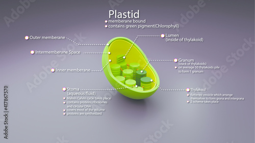 3D illustration of plastid, an organelle in plants, with labelled components and in 3D style. photo