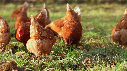 Free range organic chickens poultry in a country farm on a winter morning, germany