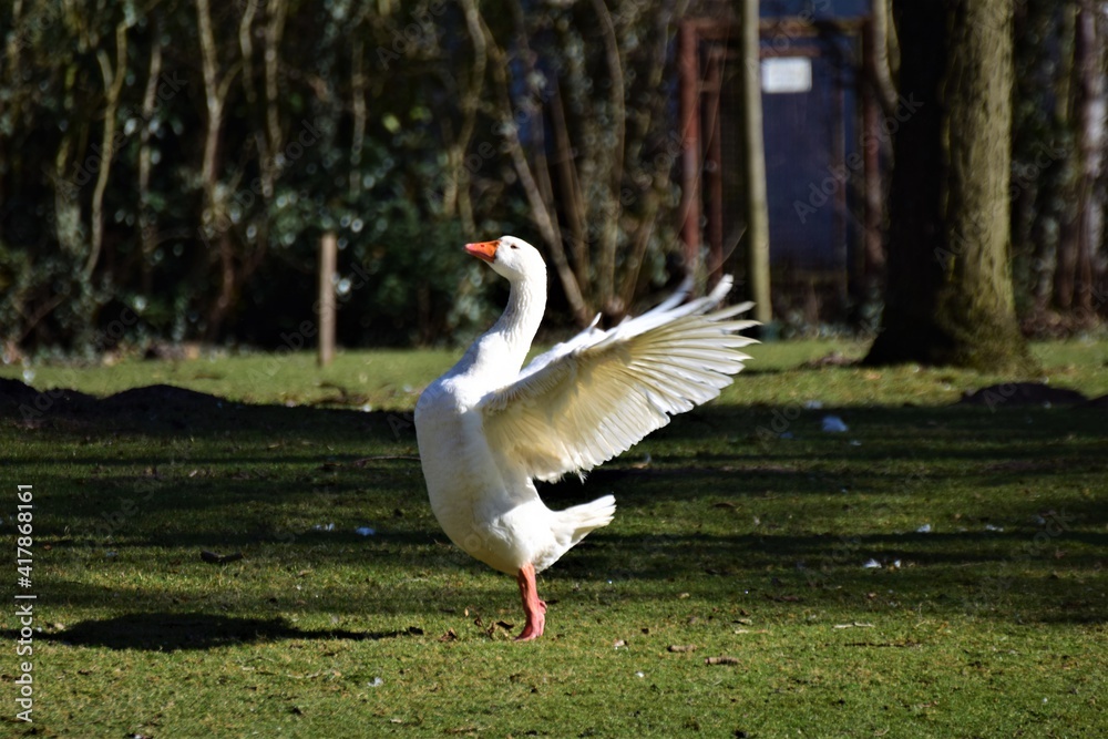 A white goose standing on the lawn spreads her plumage A white goose standing on the lawn spreads her plumage