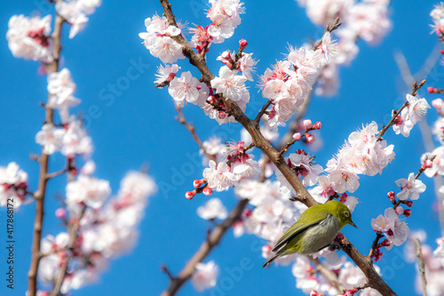 あんずの花とメジロ