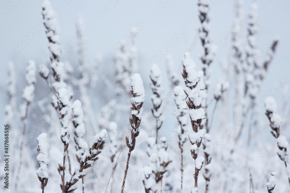 beautiful dry winter flower in snow and frost at wintertime beautiful dry winter flower in snow and frost at wintertime