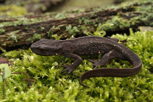 Fotografie, Obraz Closeup on a terrestrial female Chinese warty newt, Paramesotriton chinensis on