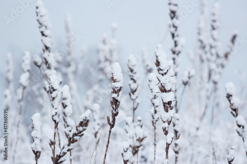 beautiful dry winter flower in snow and frost at wintertime