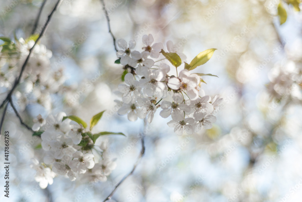 Floral spring bacgkround with blossoming cherry tree brunch Floral spring bacgkround with blossoming cherry tree brunch