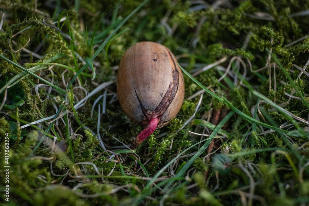Closeup of acorn sprouting in the grass