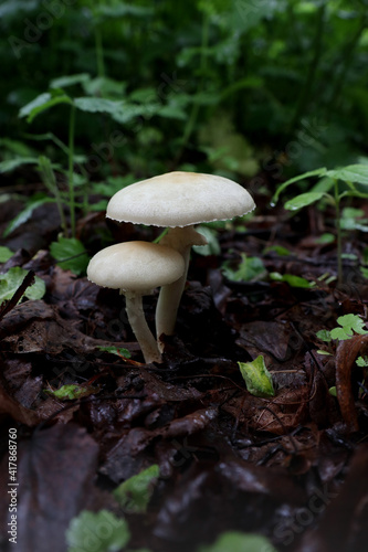 Mushrooms in the forest under my feet