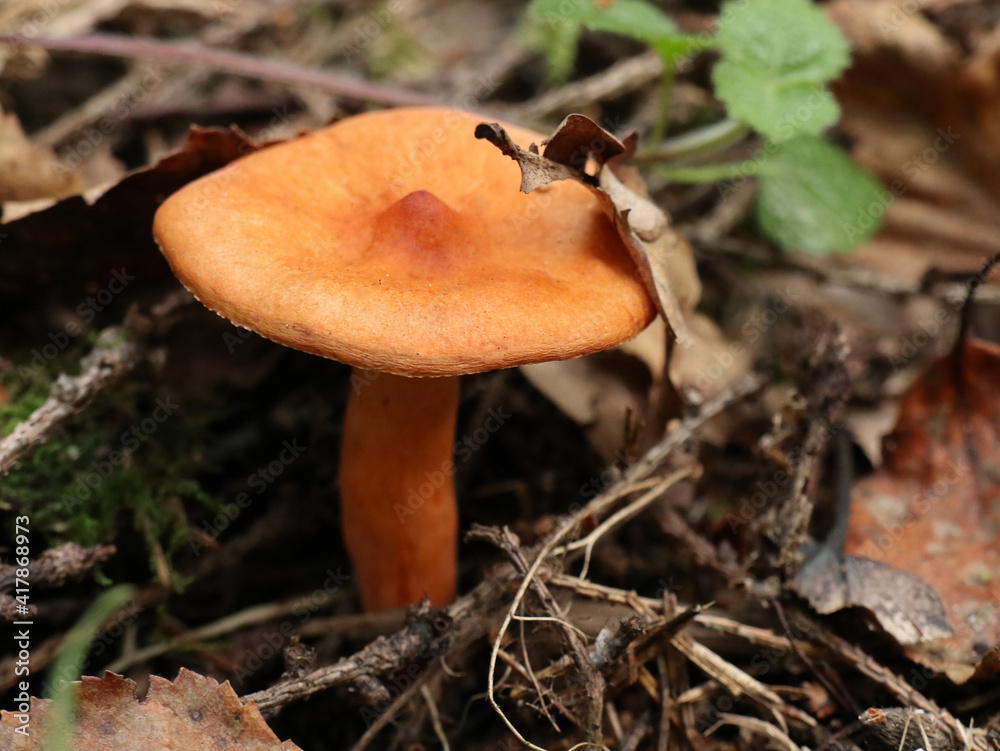 Ginger mushroom in the forest under my feet Ginger mushroom in the forest under my feet