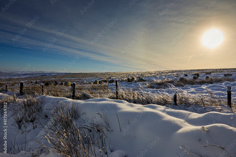 A flock of Dalesbred sheep graze on snowy moorland in Yorkshire