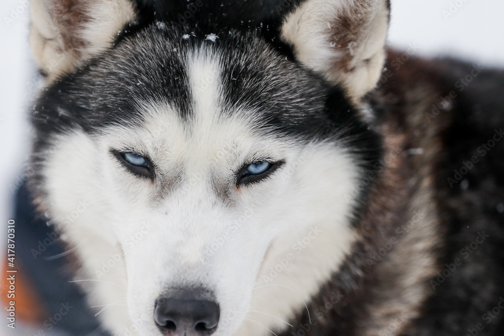 Husky dog close up photo in winter