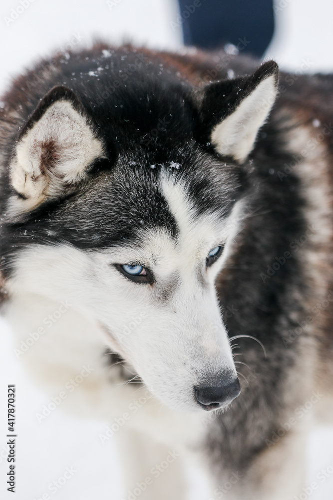 Husky dog close up photo in winter