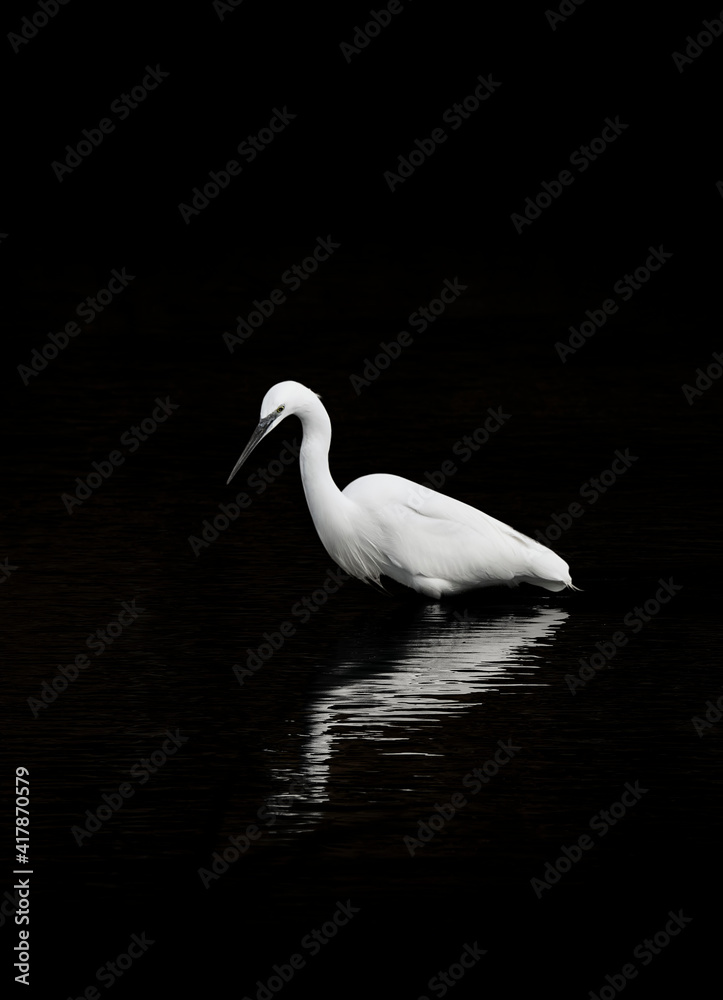 Obraz premium Egret with black background and nice reflection in the water
