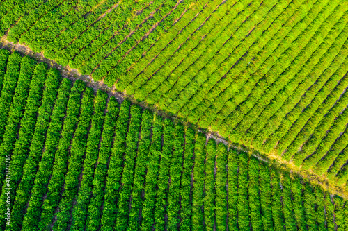 Aerial view of green tea plantation.