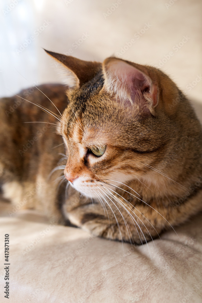 Portrait of domestic tabby cat.